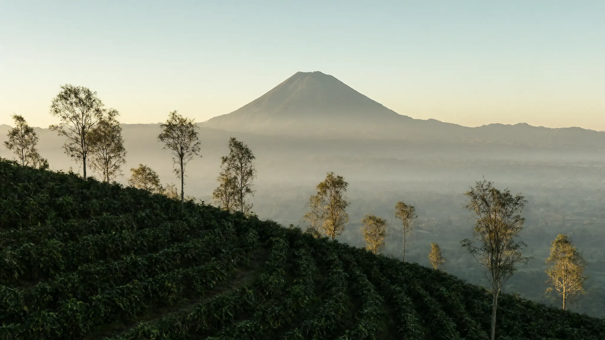 晨光中的爪哇高地咖啡園與遠方火山