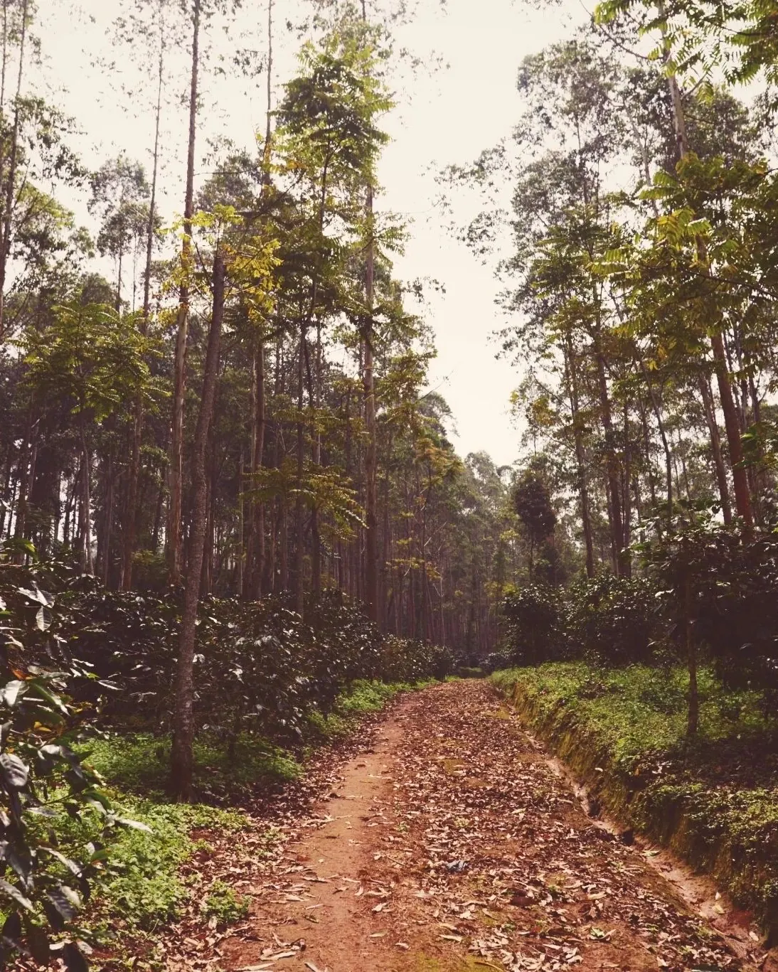莊園林間小徑,兩旁為高大林木與咖啡植栽